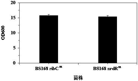 Ribonucleoside reductase transcription inhibition factor mutant, mutation gene and application of ribonucleoside reductase transcription inhibition factor mutant and mutation gene to preparation of vitamin B2