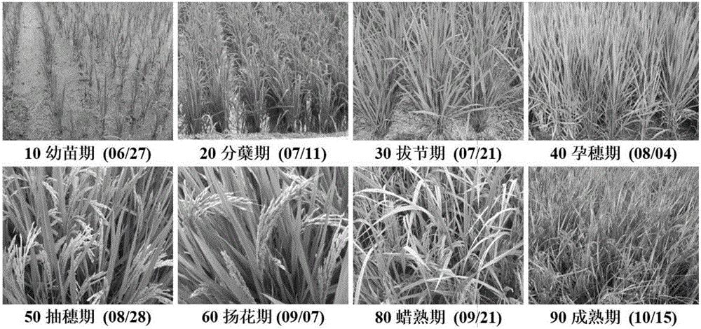 Improved water cloud model and paddy parameter inversion method adopting same