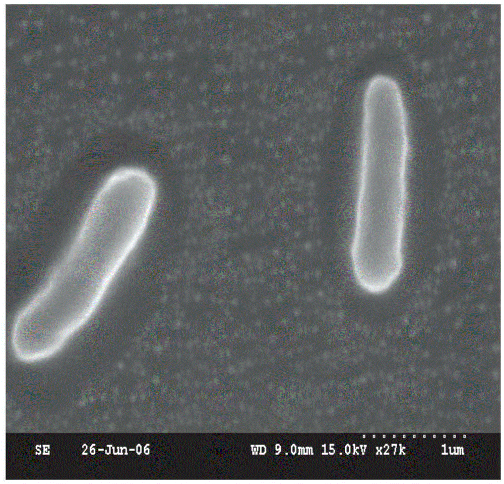 Solimonas capable of efficiently degrading aflatoxin B1 and application thereof