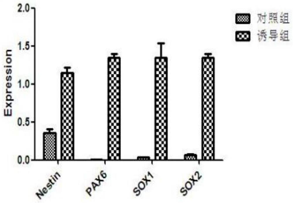 Method for inducing neural stem cells to differentiate into neurons and astrocytes by umbilical cord mesenchymal stem cells