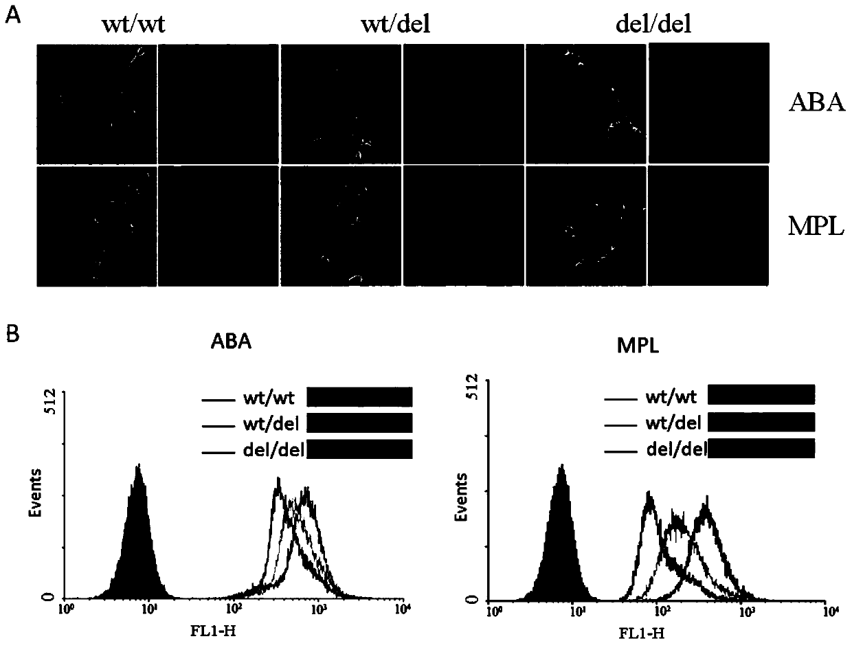 Lectin composition for detecting male fertility and kit of lectin composition