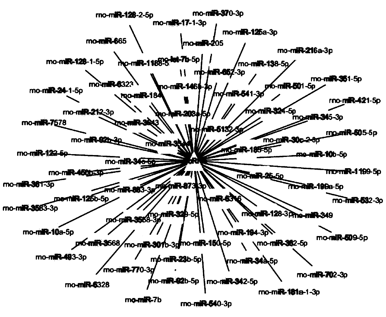 circRNA and application thereof in detecting hypoxic-ischemic brain damage