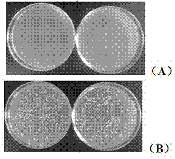 Antifreeze polypeptide for protecting bacteria from low temperature freeze-thawing damage and preparation method thereof