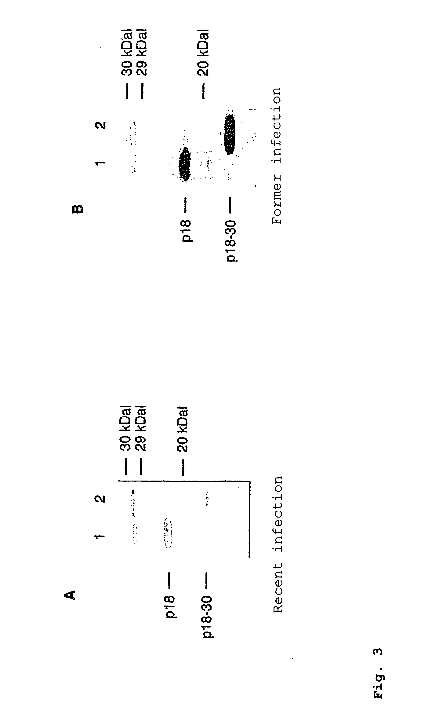 Peptides derived from capsid antigens of the Epstein-Barr virus and the use thereof