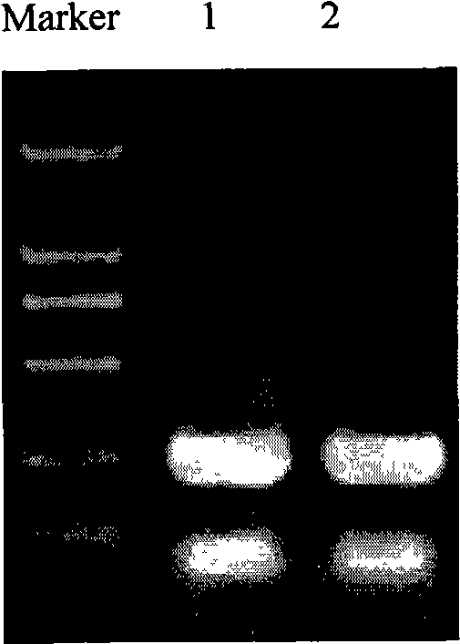 Recombinant plasmid containing MDR1 gene promoter and reporter gene and uses thereof