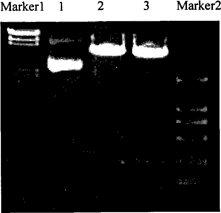 Recombinant plasmid containing MDR1 gene promoter and reporter gene and uses thereof