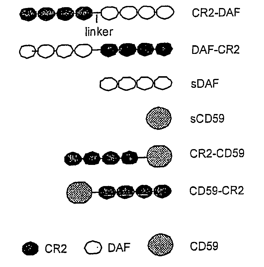 Complement Receptor 2 Targeted Complement Modulators