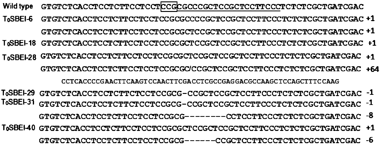 A method for increasing rice resistant starch content through genome editing and its dedicated sgRNA