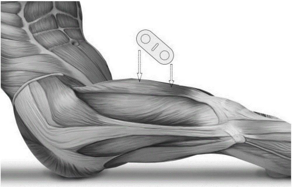 Muscle training auxiliary device and muscle training evaluation device and method