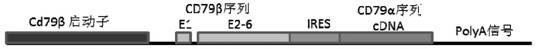 A kind of nucleic acid molecule for preparing humanized antibody and its application