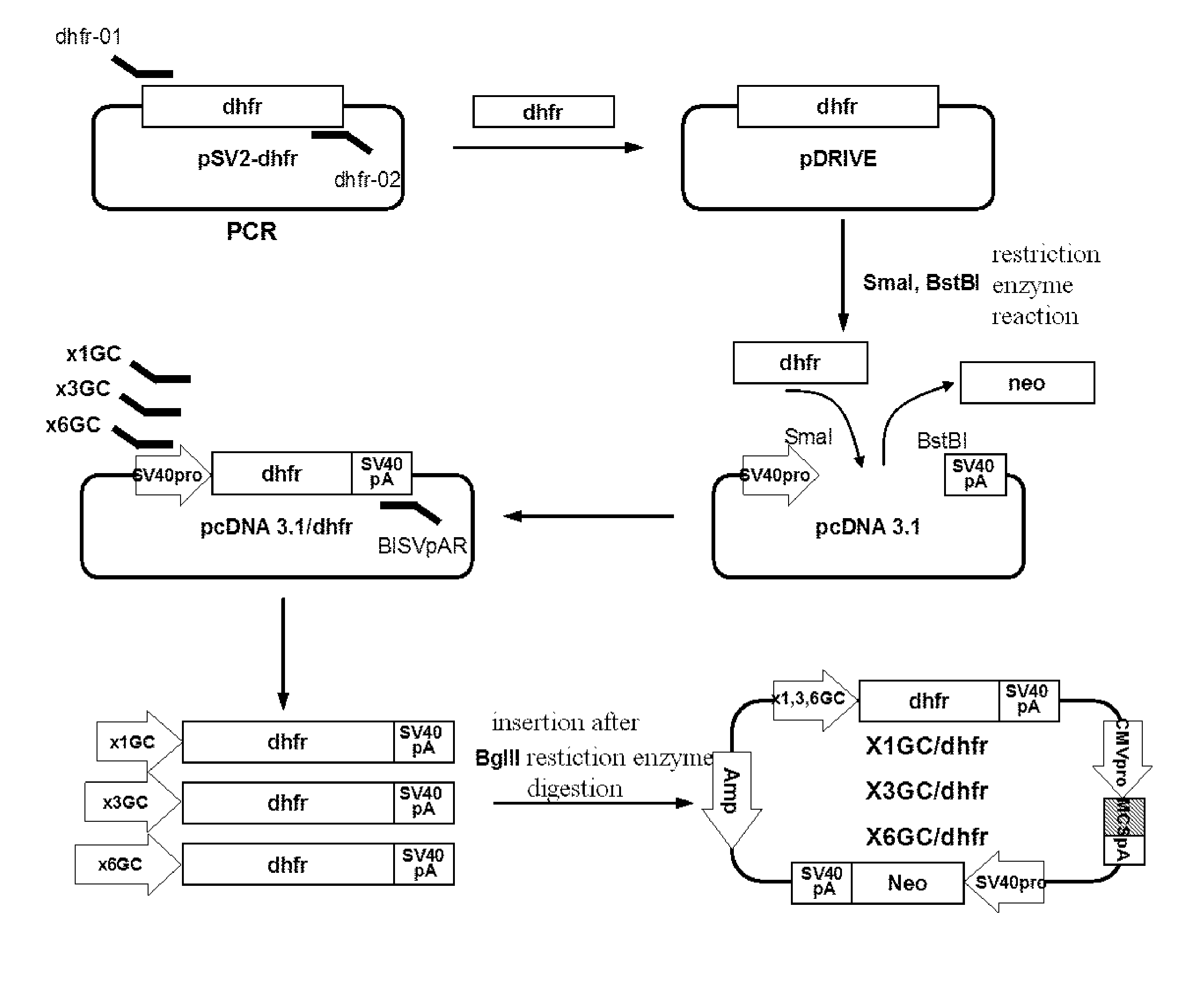 A novel vector and expression cell line for mass production of recombinant protein and a process of producing recombinant protein using same