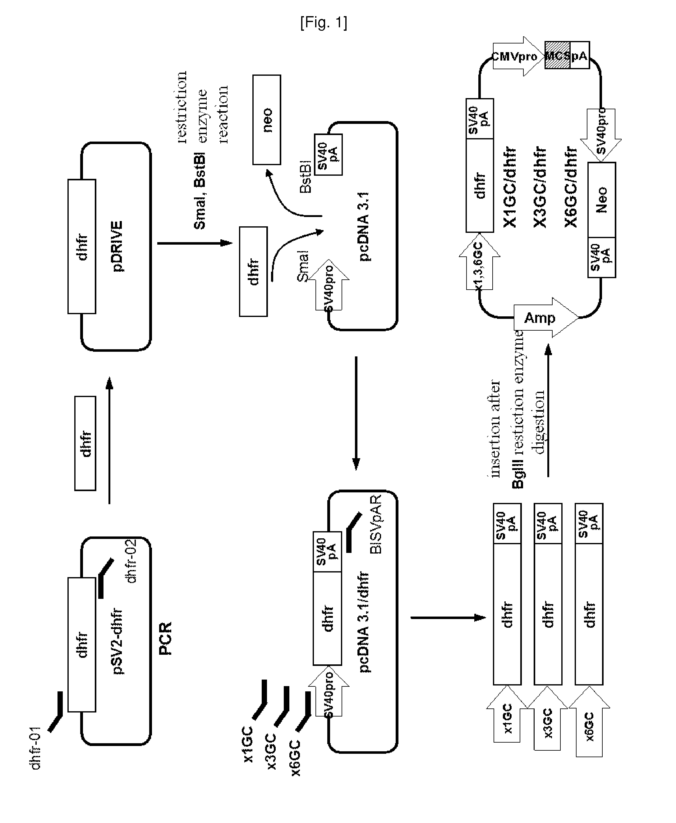 A novel vector and expression cell line for mass production of recombinant protein and a process of producing recombinant protein using same