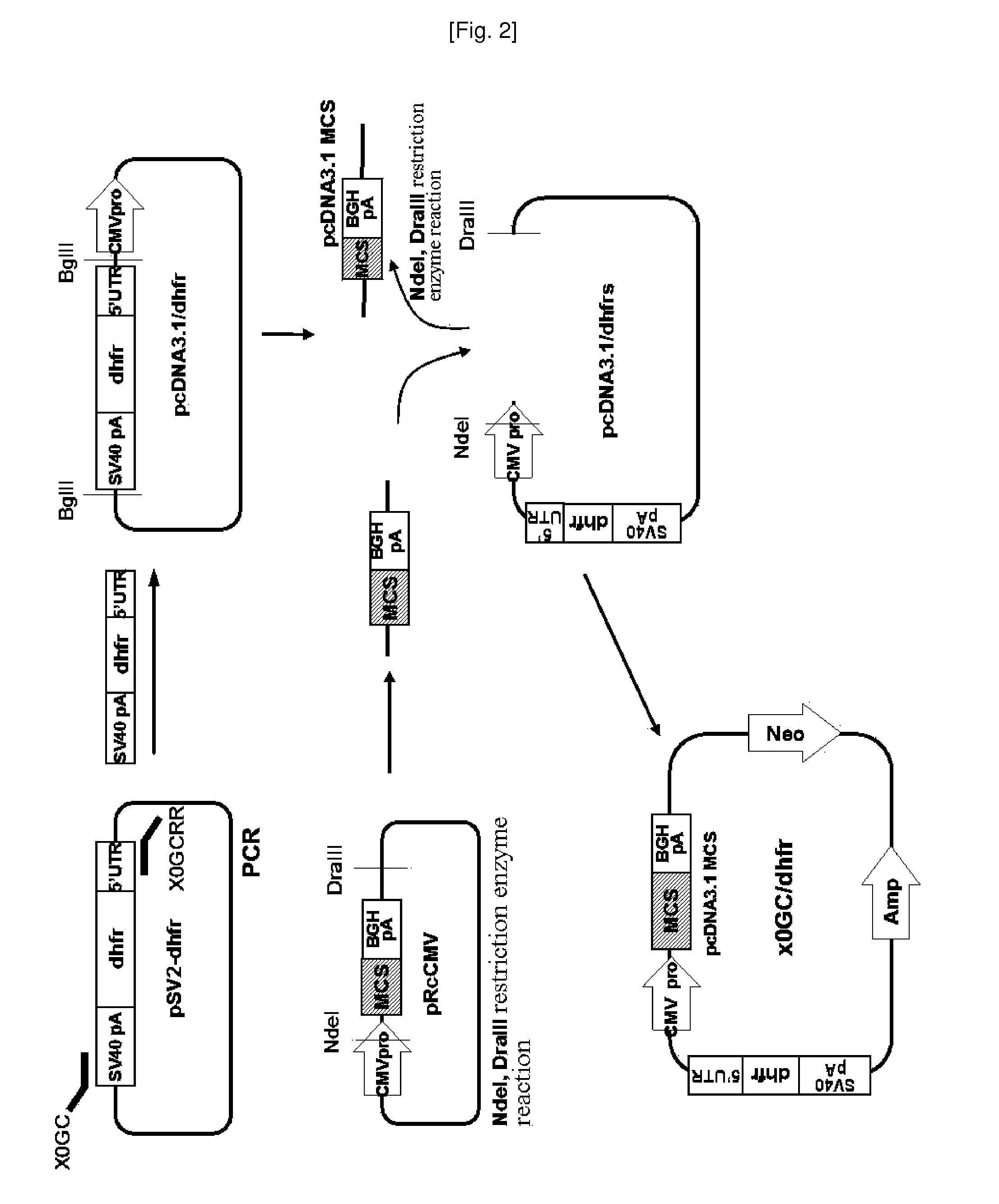 A novel vector and expression cell line for mass production of recombinant protein and a process of producing recombinant protein using same