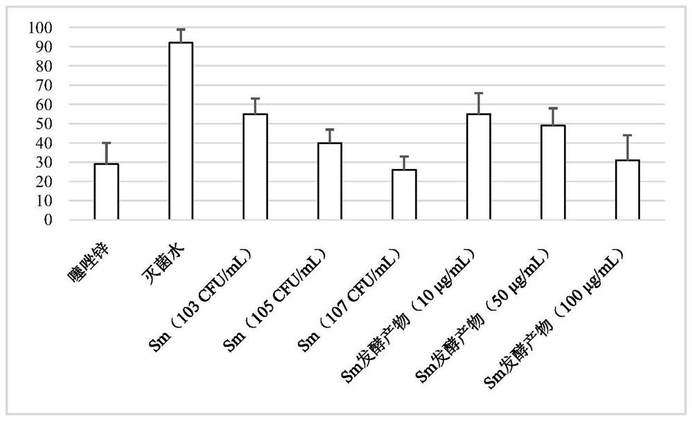 Cucurbit sphingomonas sp. and application of fermentation products of the cucurbit sphingomonas sp. in prevention and treatment of rice bacterial diseases.