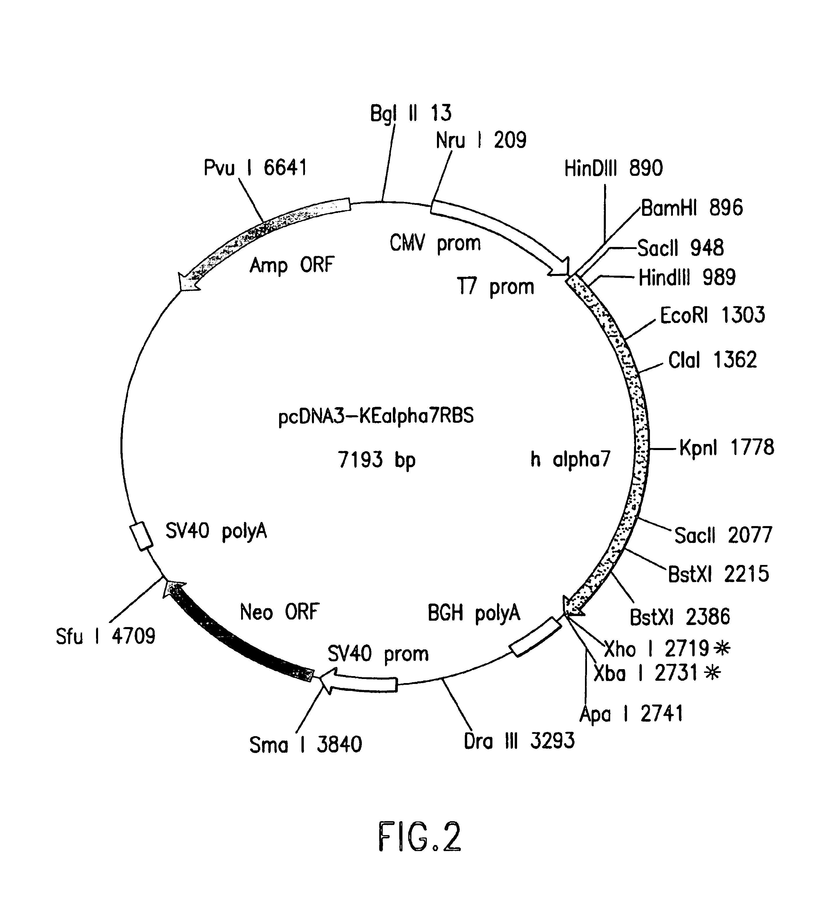 DNA encoding human α and β subunits of neuronal nicotinic acetylcholine receptor, cells transformed therewith, and recombinant cell line expressing a human α and β subunit of neuronal nicotinic acetylcholine receptor