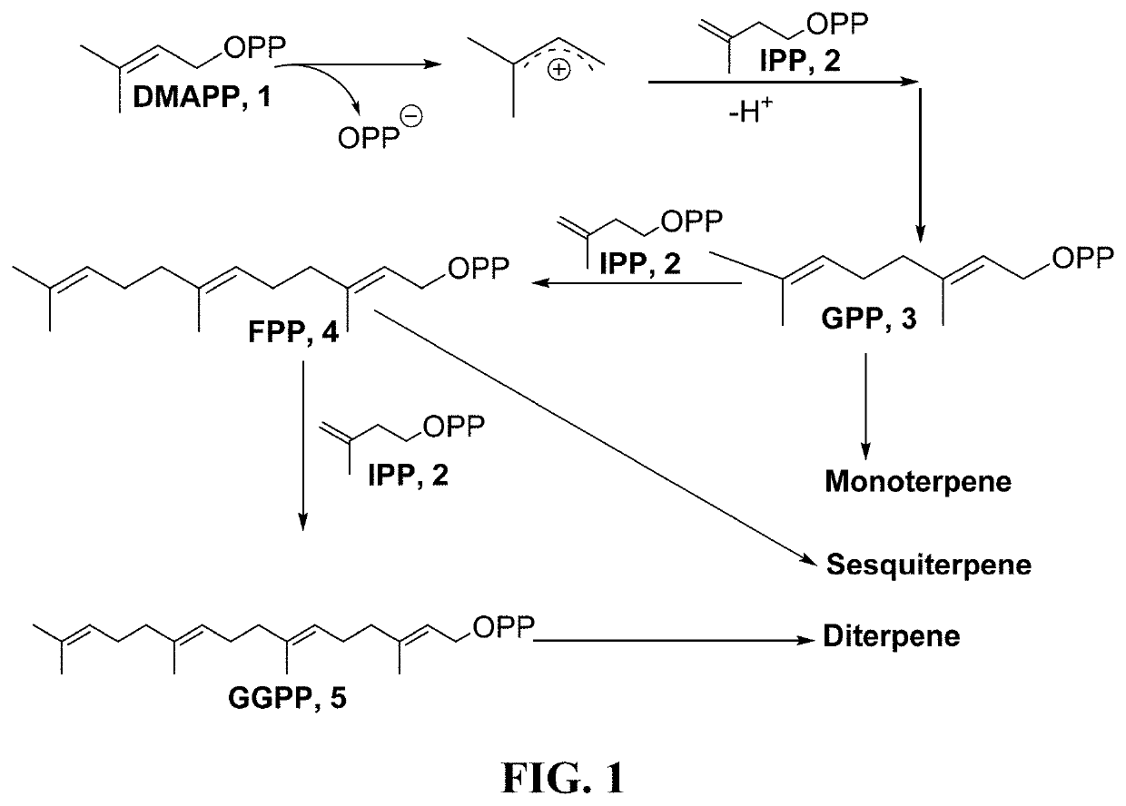 Terpene Synthases for Biofuel Production and Methods Thereof