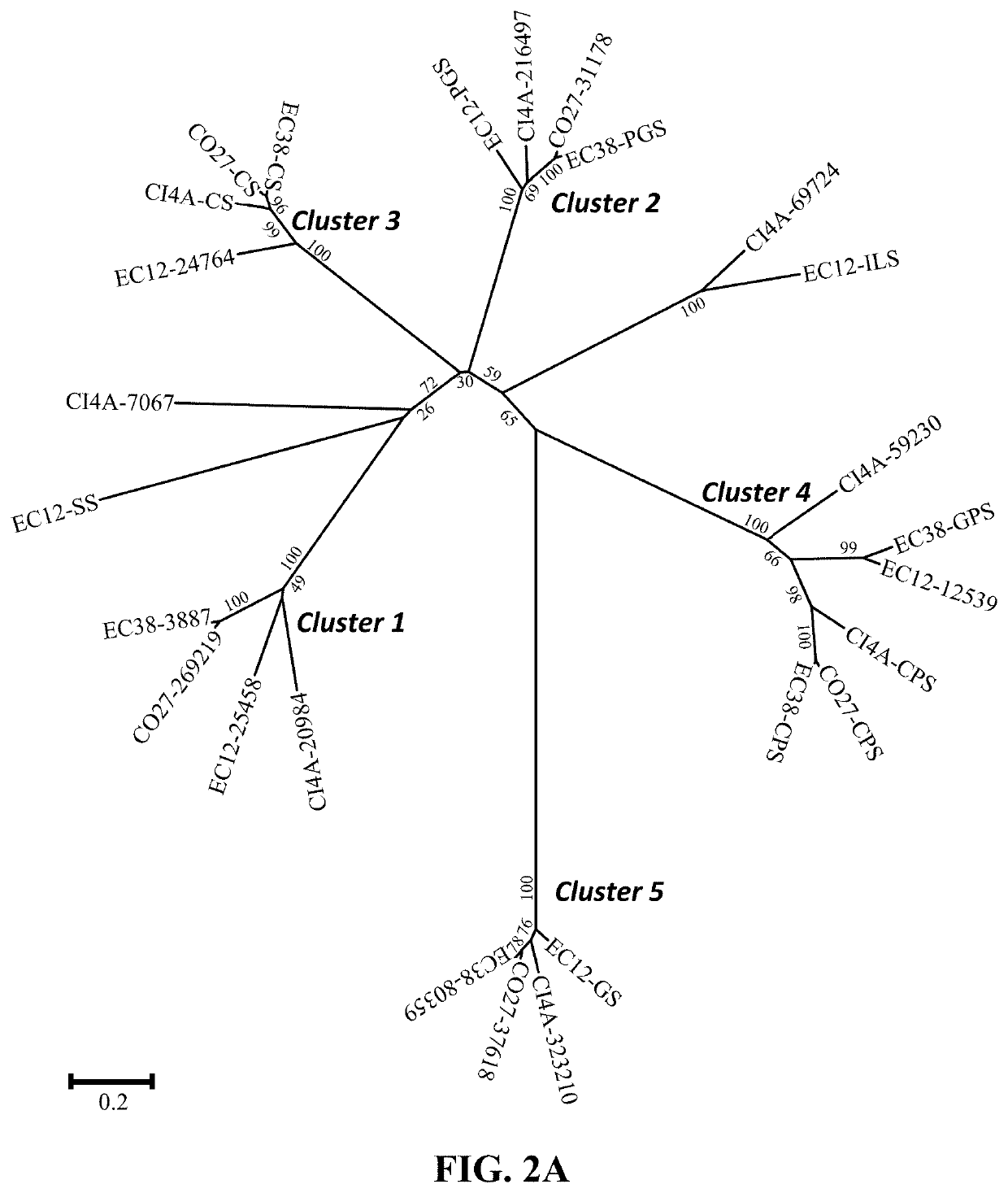 Terpene Synthases for Biofuel Production and Methods Thereof