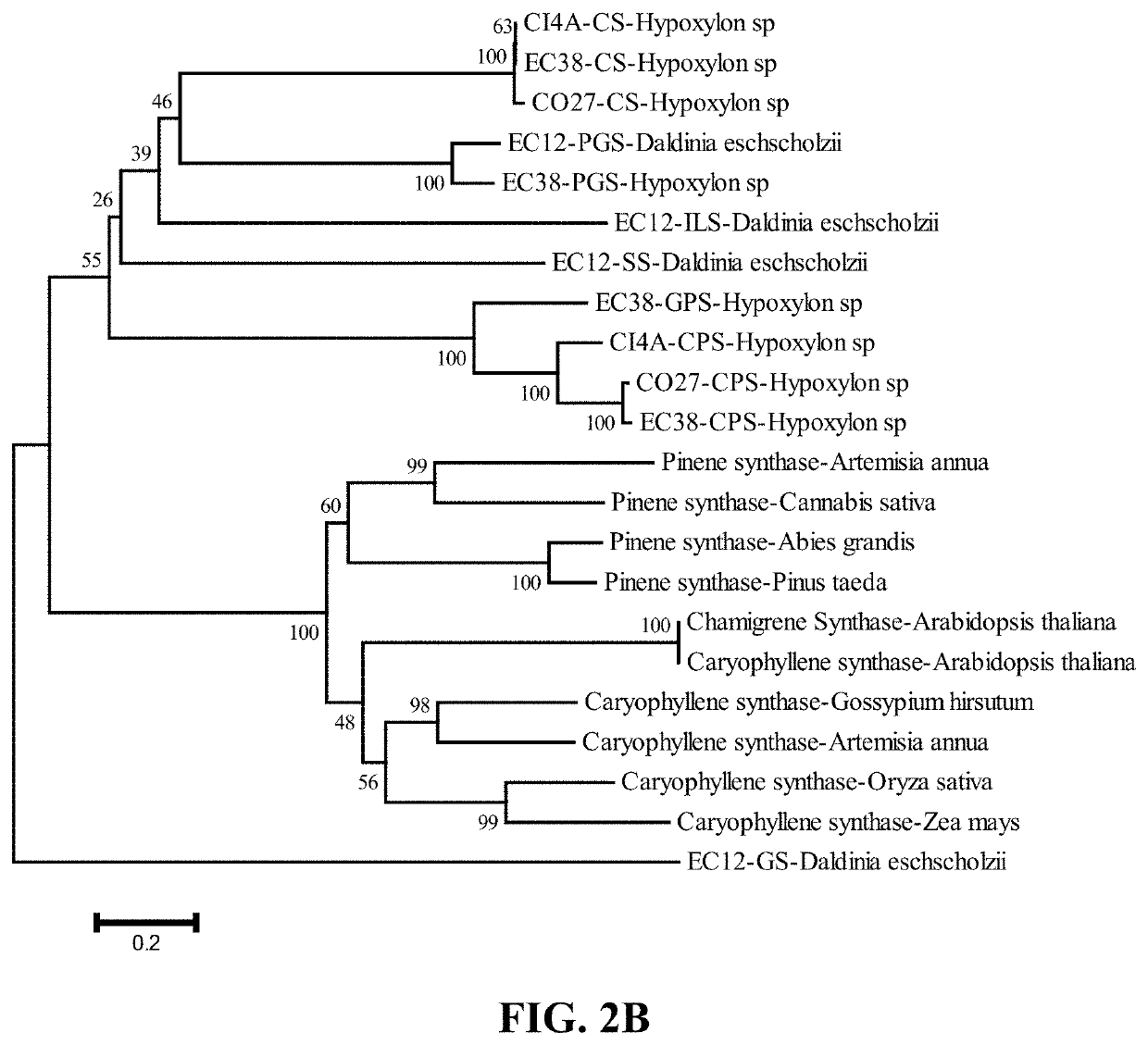 Terpene Synthases for Biofuel Production and Methods Thereof