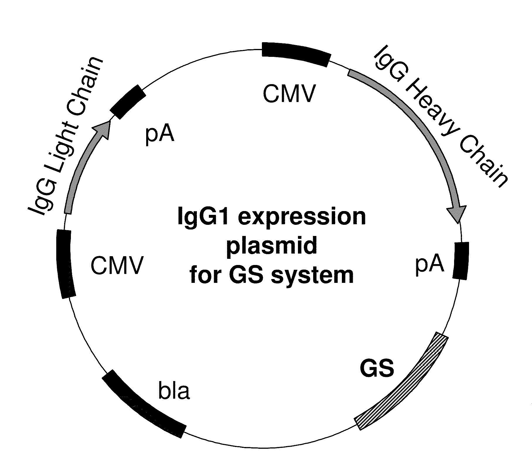 Production host cell lines