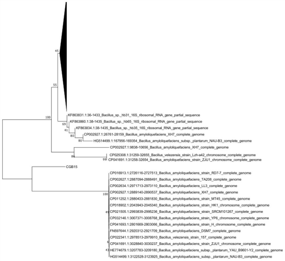 A sugarcane endophytic bacillus and its application