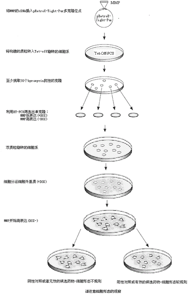 A method for screening metal matrix protease inhibitors at the cell level