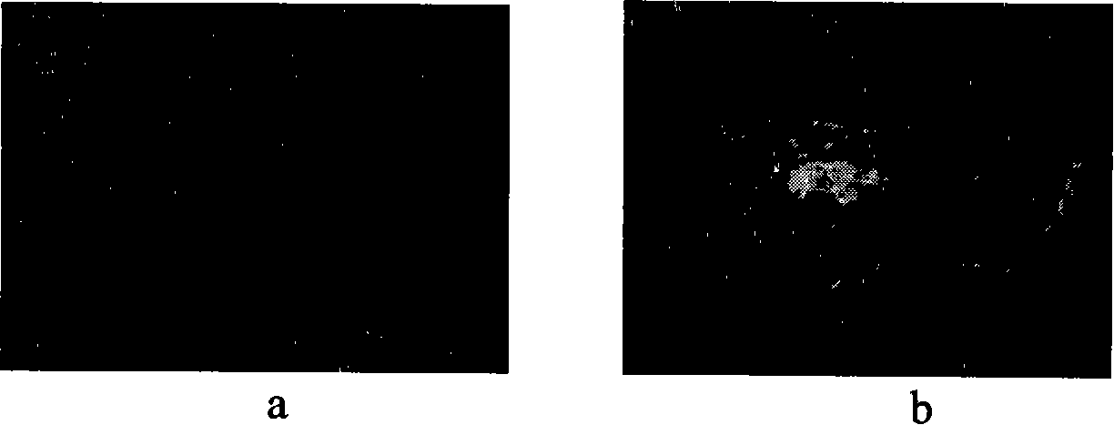 Method for preparing transgenic animal