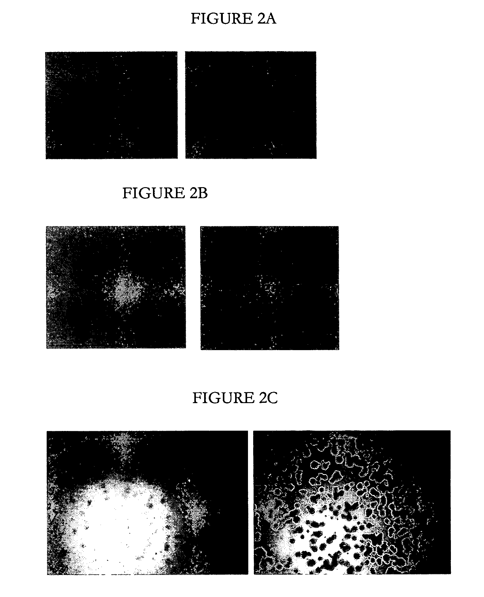 High throughput screening method for identifying molecules having biocidal function