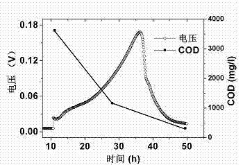 Device and a method for producing biodiesel in a coupling way by treating livestock and poultry breeding wastewater