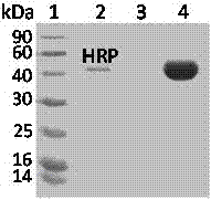 A preparation method and application of boron ester-rich core-shell magnetic composite microspheres