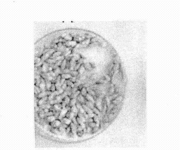 Standard for determining spewing potential of grains and preparation method thereof