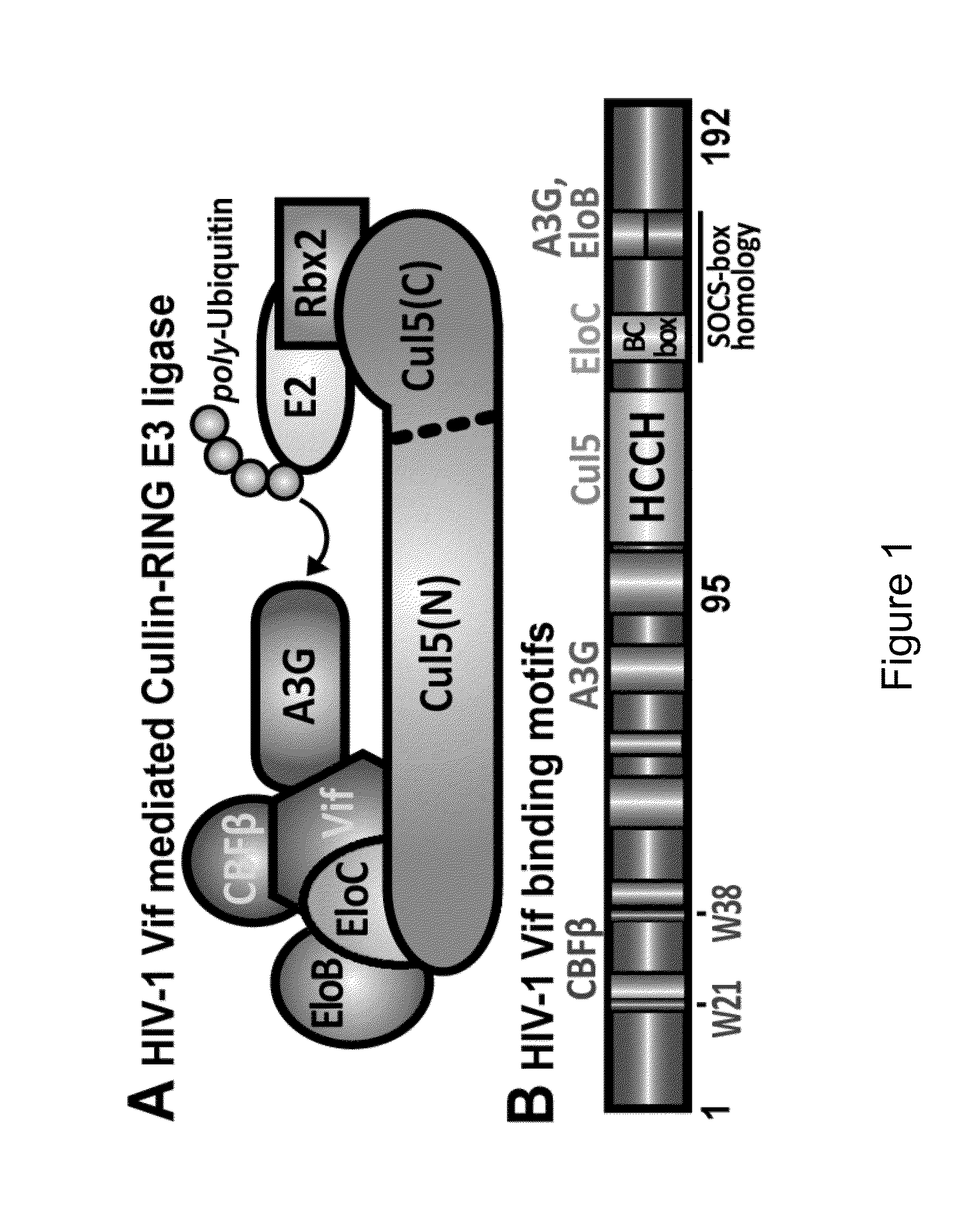 Assay for Screening of Anti-Viral Compounds That Inhibit Specific Interaction Interfaces Between Cullin5 and an ElonginB/ElonginC/ CBF-beta/HIV-1 Vif Complex