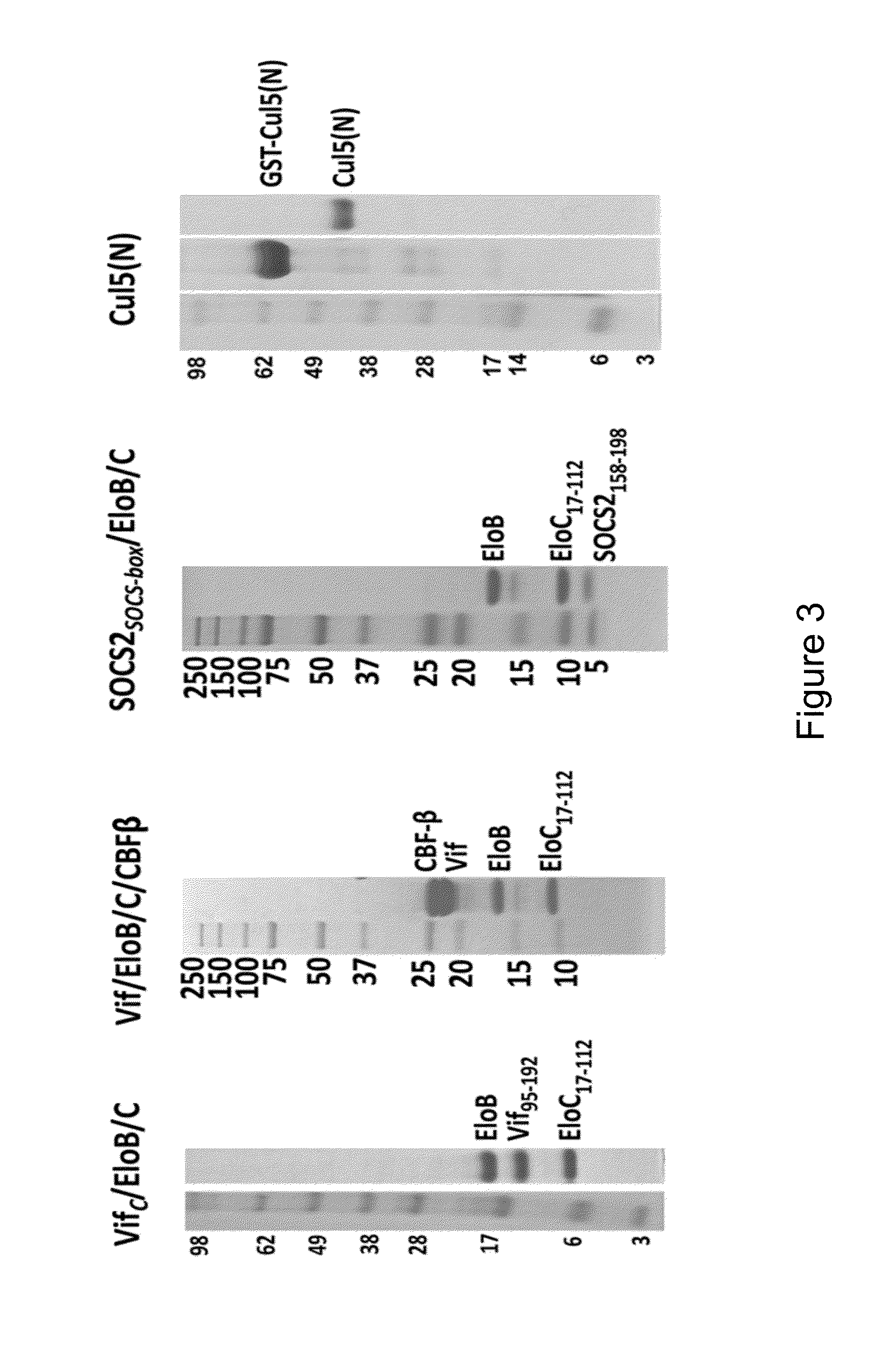 Assay for Screening of Anti-Viral Compounds That Inhibit Specific Interaction Interfaces Between Cullin5 and an ElonginB/ElonginC/ CBF-beta/HIV-1 Vif Complex