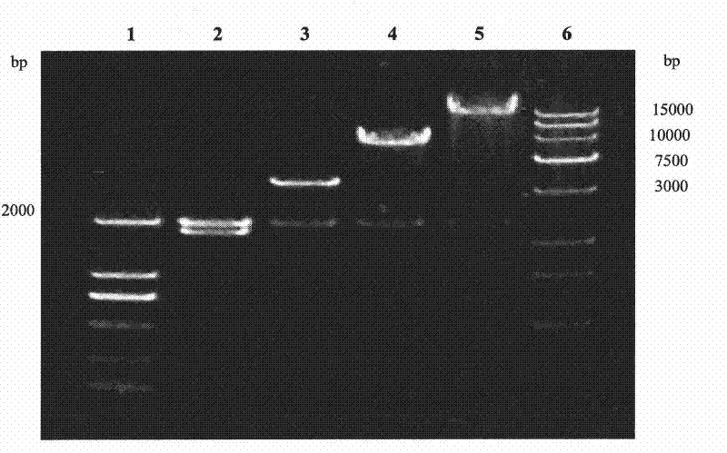 Multi-copy high expressed recombined plectasin by pichia pastoris