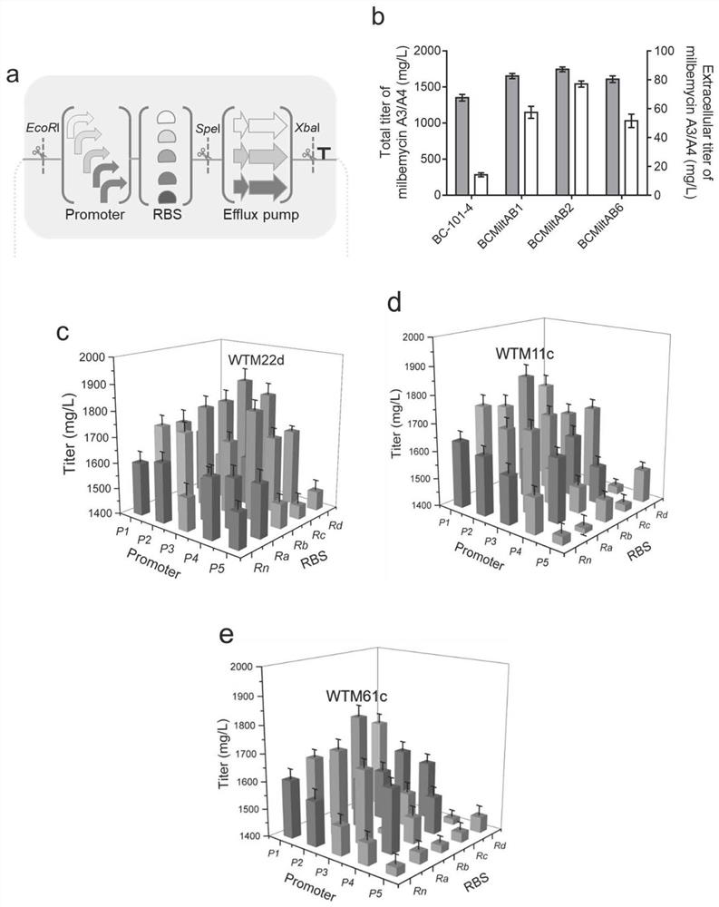 Recombinant vector and recombinant bacterium for improving yield of macrolide antibiotics and application of recombinant vector and recombinant bacterium