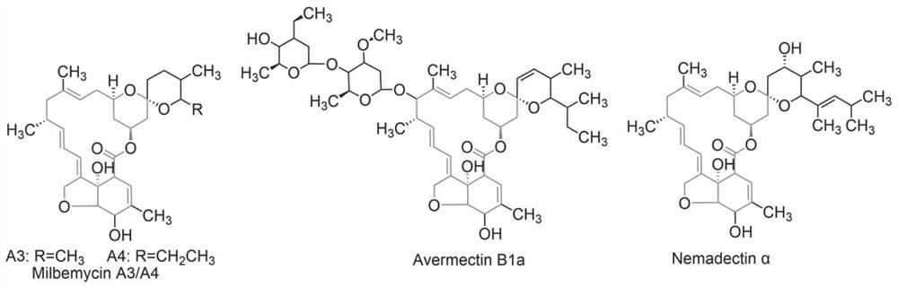 Recombinant vector and recombinant bacterium for improving yield of macrolide antibiotics and application of recombinant vector and recombinant bacterium