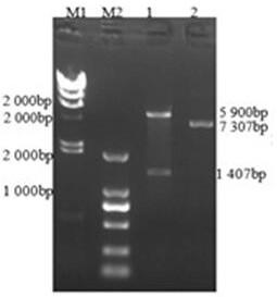 Preparation method of mycoplasma bovis immunomagnetic beads