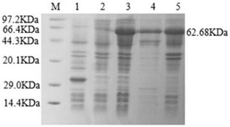 Preparation method of mycoplasma bovis immunomagnetic beads