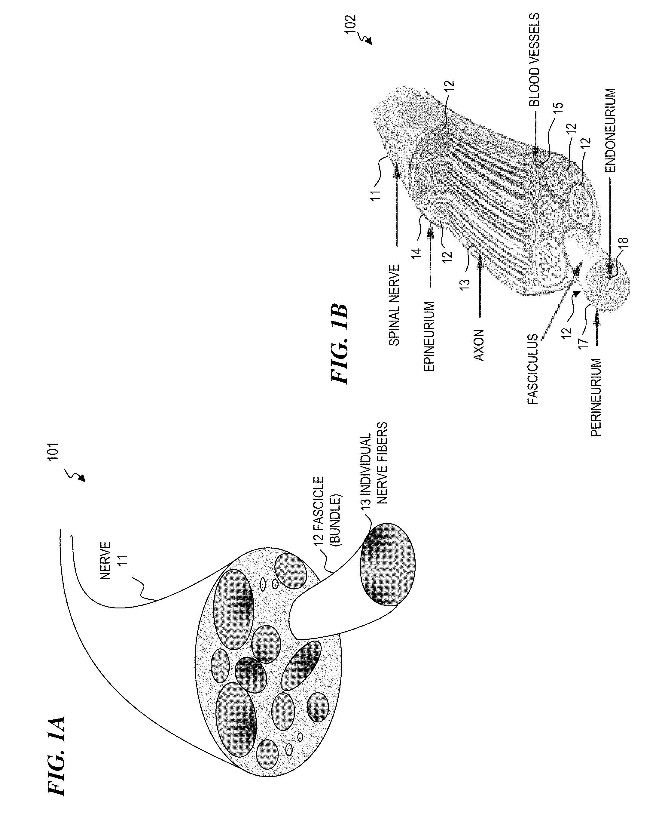 Nerve-penetrating apparatus and method for optical and/or electrical nerve stimulation of peripheral nerves