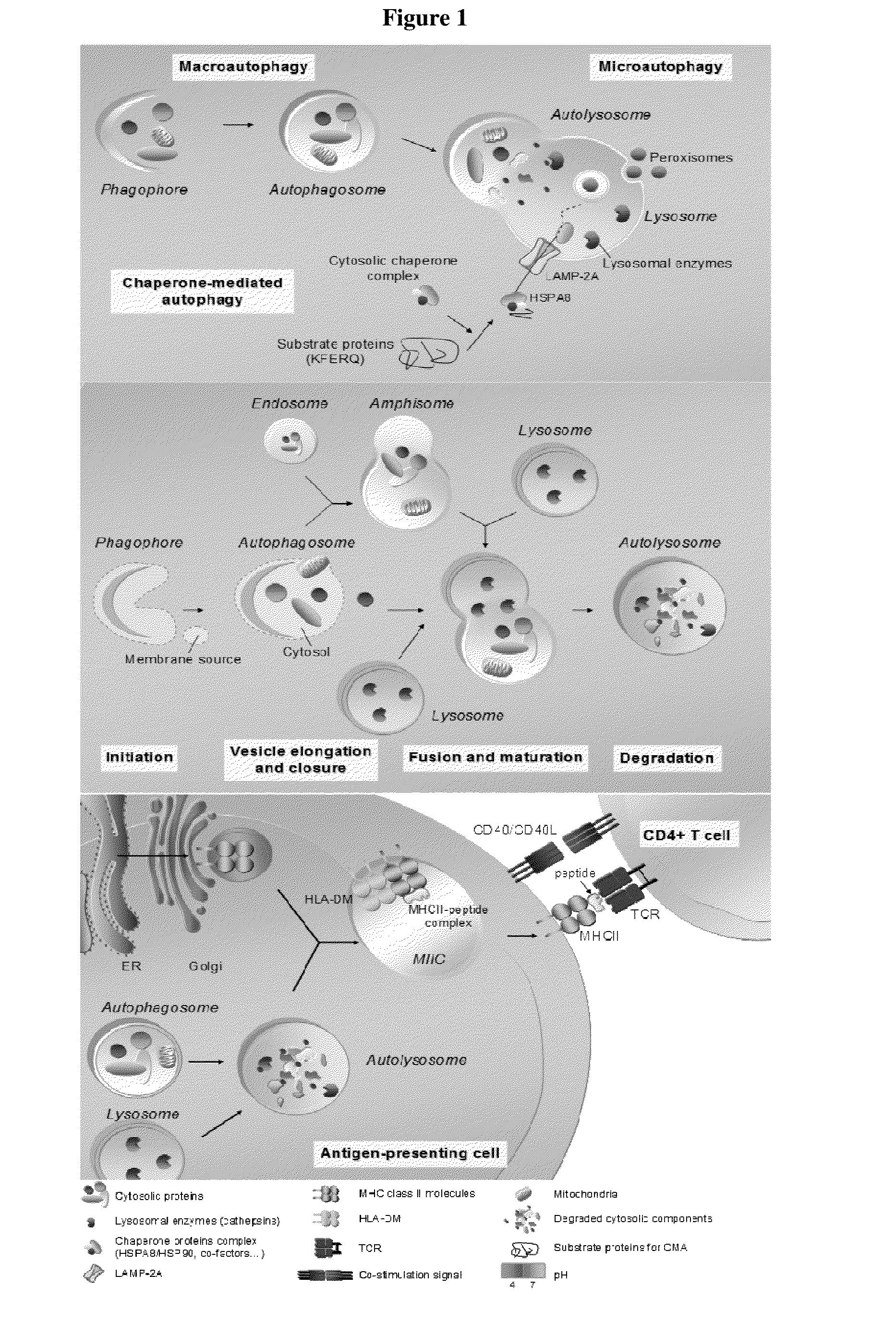 Modified peptides and their use for treating chronic inflammatory diseases