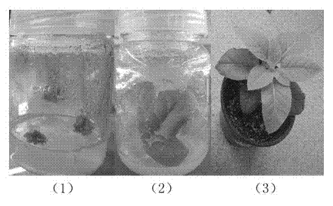 Method for improving sugar level of nicotiana tabacum by using eriobotrya japonica EJPFPb and coding gene thereof