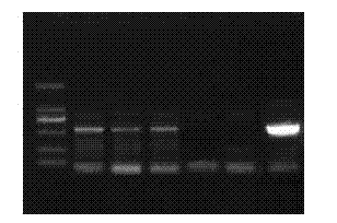 Method for improving sugar level of nicotiana tabacum by using eriobotrya japonica EJPFPb and coding gene thereof