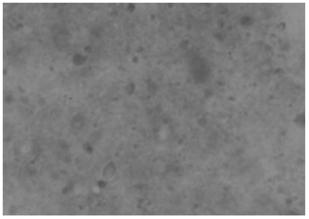 Medicine for treating hookworm and preparation method thereof