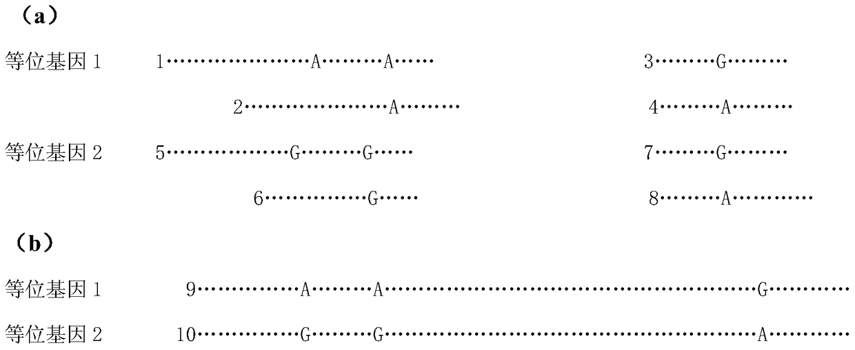 A HLA typing method based on pacbio RS II sequencing platform