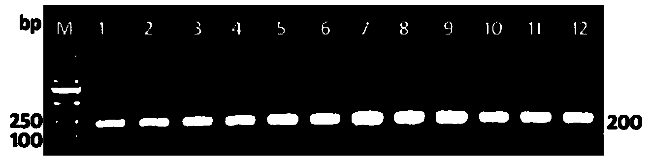 Method for authenticating species of tobacco mosaic viruses and special bar code primer thereof