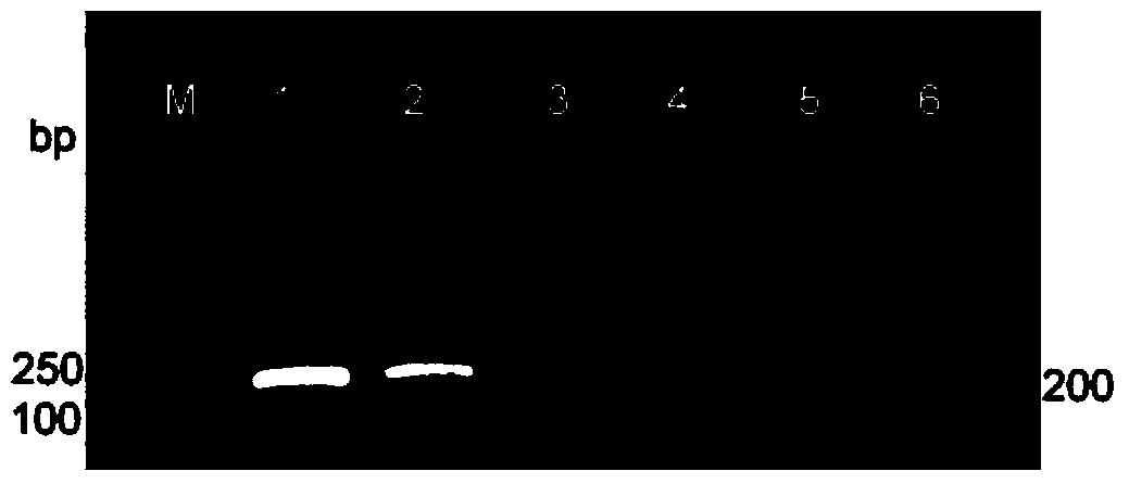 Method for authenticating species of tobacco mosaic viruses and special bar code primer thereof