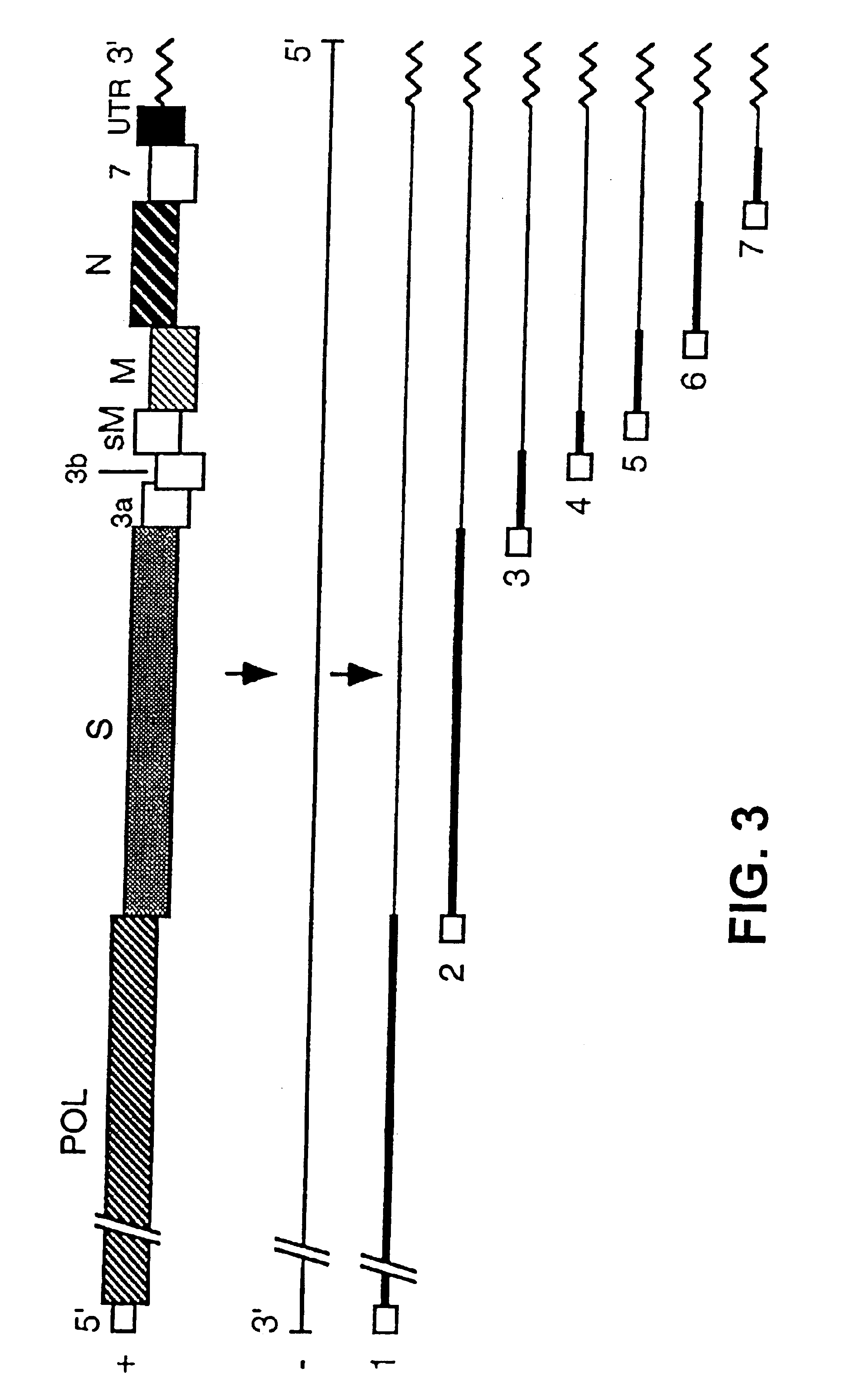 Vectors based on recombinant defective viral genomes, and their use in the formulation of vaccines