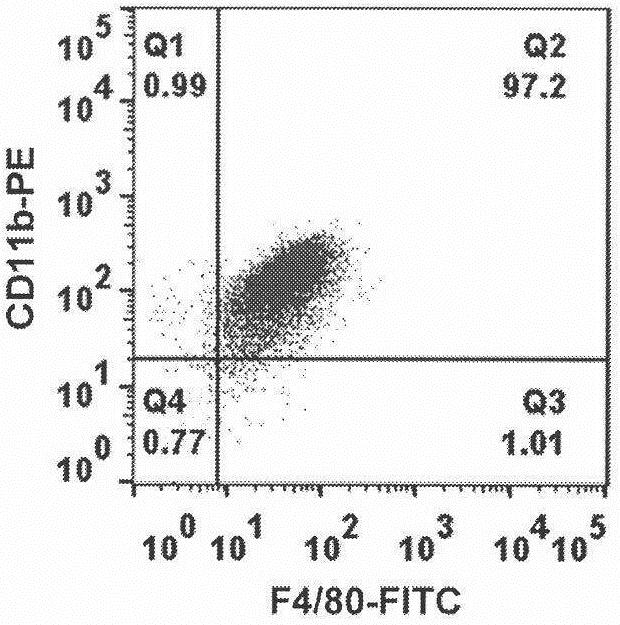 Construction and application of near-infrared light activated macrophage-nano prodrug targeted drug delivery system