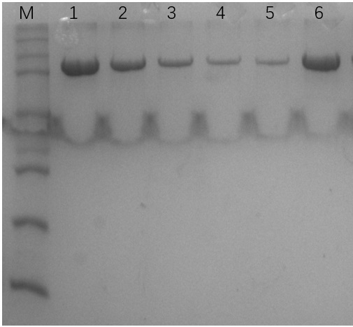 Novel M-MLV reverse transcriptase and application thereof