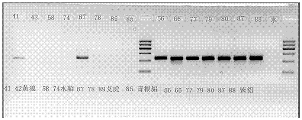 Primer and method for identifying animal fur based on PCR technology