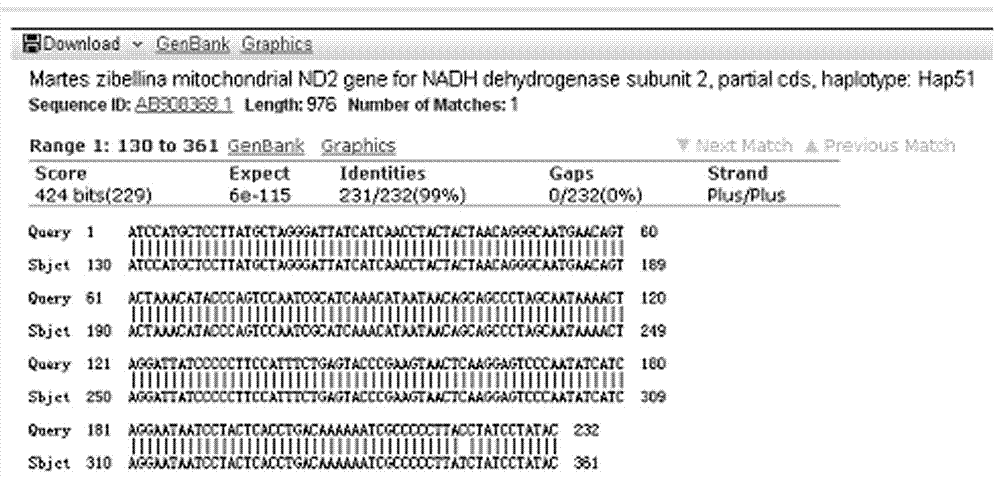 Primer and method for identifying animal fur based on PCR technology